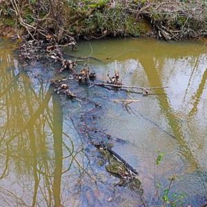 Photo of 21.87 + / - ac Timberland / Farmland for Sale in Chatham County, NC