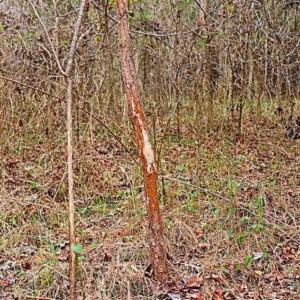 Photo of 21.87 + / - ac Timberland / Farmland for Sale in Chatham County, NC