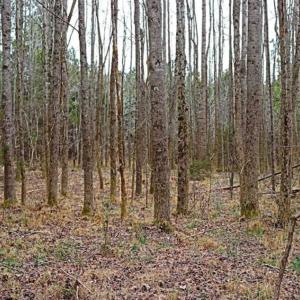 Photo of 21.87 + / - ac Timberland / Farmland for Sale in Chatham County, NC