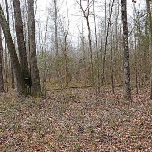 Photo of 21.87 + / - ac Timberland / Farmland for Sale in Chatham County, NC