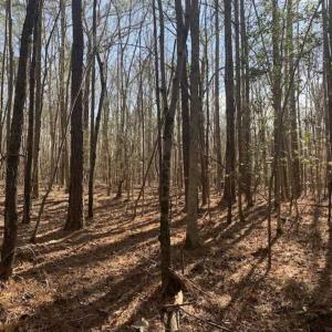 Photo of UNDER CONTRACT!!  25.07 Acres of Residential and Timber Land For Sale in Nash County NC!