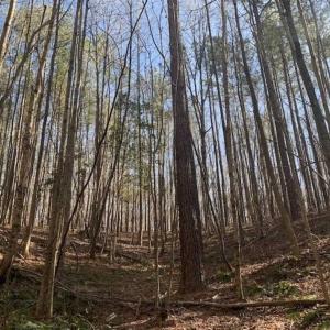 Photo of UNDER CONTRACT!!  25.07 Acres of Residential and Timber Land For Sale in Nash County NC!