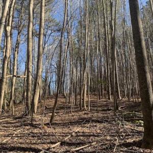 Photo of UNDER CONTRACT!!  25.07 Acres of Residential and Timber Land For Sale in Nash County NC!