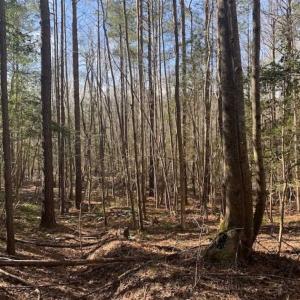 Photo of UNDER CONTRACT!!  25.07 Acres of Residential and Timber Land For Sale in Nash County NC!