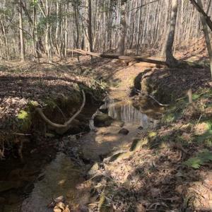 Photo of UNDER CONTRACT!!  25.07 Acres of Residential and Timber Land For Sale in Nash County NC!