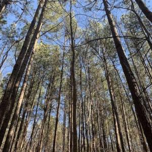 Photo of UNDER CONTRACT!!  25.07 Acres of Residential and Timber Land For Sale in Nash County NC!