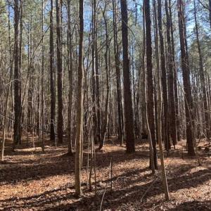 Photo of UNDER CONTRACT!!  25.07 Acres of Residential and Timber Land For Sale in Nash County NC!