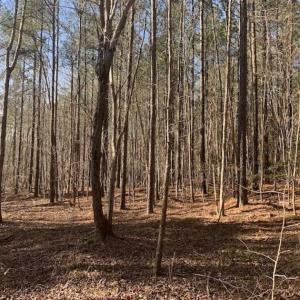 Photo of UNDER CONTRACT!!  25.07 Acres of Residential and Timber Land For Sale in Nash County NC!