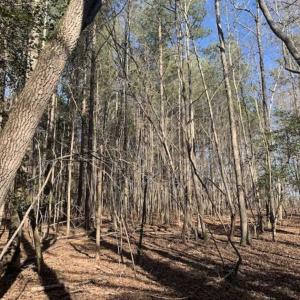 Photo of UNDER CONTRACT!!  25.07 Acres of Residential and Timber Land For Sale in Nash County NC!