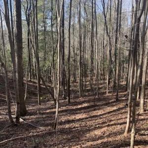 Photo of UNDER CONTRACT!!  25.07 Acres of Residential and Timber Land For Sale in Nash County NC!