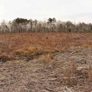 Photo of 10 + / -  acres of Residential/Timberland For Sale in Chatham County NC!
