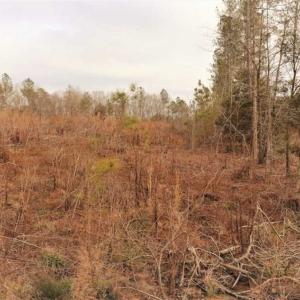 Photo of 10 + / -  acres of Residential/Timberland For Sale in Chatham County NC!