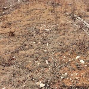 Photo of 10 + / -  acres of Residential/Timberland For Sale in Chatham County NC!