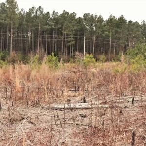Photo of 16 + / -  acres of Residential/Timberland For Sale in Chatham County NC!