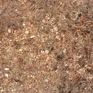 Photo of 16 + / -  acres of Residential/Timberland For Sale in Chatham County NC!