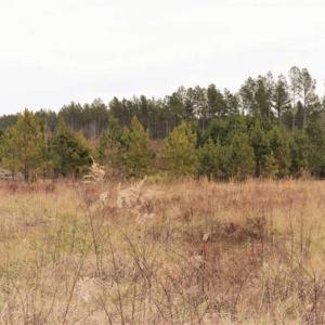 Photo of 22 + / - acres of Residential/Timberland For Sale in Chatham County NC!