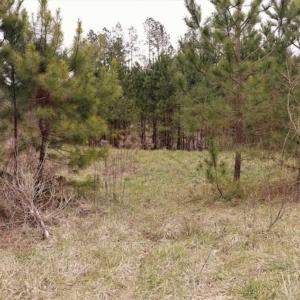 Photo of 22 + / - acres of Residential/Timberland For Sale in Chatham County NC!
