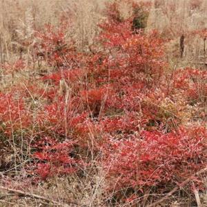 Photo of 22 + / - acres of Residential/Timberland For Sale in Chatham County NC!