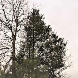 Photo of 22 + / - acres of Residential/Timberland For Sale in Chatham County NC!