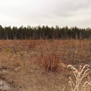 Photo of 22 + / - acres of Residential/Timberland For Sale in Chatham County NC!