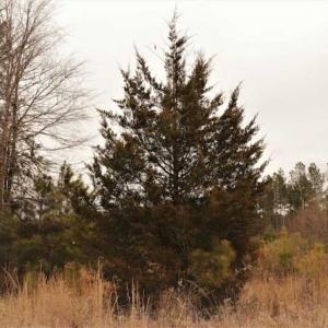 Photo of 22 + / - acres of Residential/Timberland For Sale in Chatham County NC!
