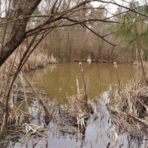 Photo of 22 + / - acres of Residential/Timberland For Sale in Chatham County NC!