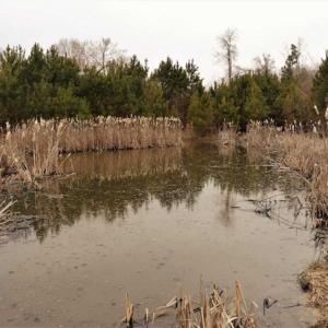Photo of 22 + / - acres of Residential/Timberland For Sale in Chatham County NC!