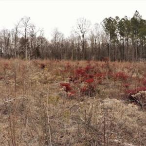 Photo of 22 + / - acres of Residential/Timberland For Sale in Chatham County NC!