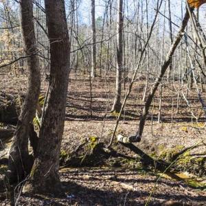 Photo of 15 Acres + / -  of Timber and Residential Land For Sale in Franklin County NC!
