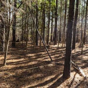 Photo of 15 Acres + / -  of Timber and Residential Land For Sale in Franklin County NC!