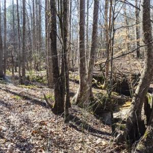 Photo of 15 Acres + / -  of Timber and Residential Land For Sale in Franklin County NC!