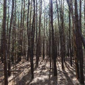 Photo of 15 Acres + / -  of Timber and Residential Land For Sale in Franklin County NC!