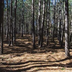 Photo of 15 Acres + / -  of Timber and Residential Land For Sale in Franklin County NC!