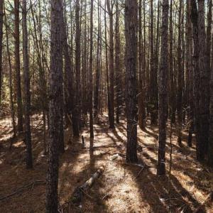 Photo of 15 Acres + / -  of Timber and Residential Land For Sale in Franklin County NC!