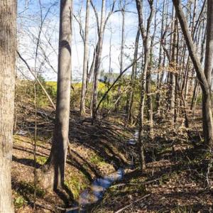 Photo of 15 Acres + / -  of Timber and Residential Land For Sale in Franklin County NC!