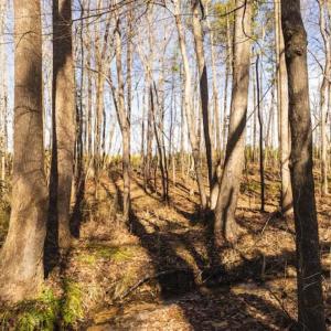 Photo of 15 Acres + / -  of Timber and Residential Land For Sale in Franklin County NC!