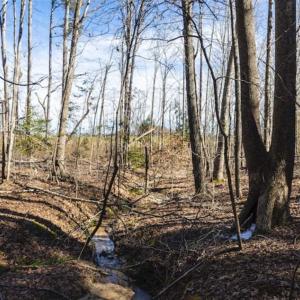 Photo of 15 Acres + / -  of Timber and Residential Land For Sale in Franklin County NC!