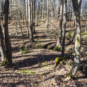 Photo of 15 Acres + / -  of Timber and Residential Land For Sale in Franklin County NC!