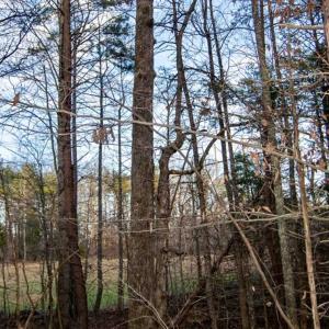 Photo of 20 acres of Hunting and Recreational Land For Sale in Halifax County VA!