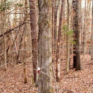 Photo of 20 acres of Hunting and Recreational Land For Sale in Halifax County VA!