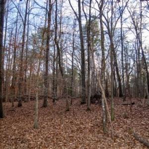 Photo of 20 acres of Hunting and Recreational Land For Sale in Halifax County VA!