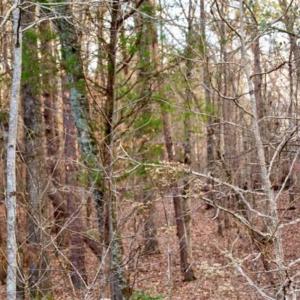 Photo of 20 acres of Hunting and Recreational Land For Sale in Halifax County VA!