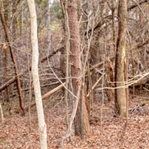 Photo of 20 acres of Hunting and Recreational Land For Sale in Halifax County VA!