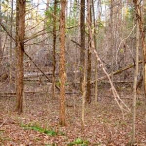 Photo of 20 acres of Hunting and Recreational Land For Sale in Halifax County VA!
