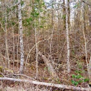 Photo of 20 acres of Hunting and Recreational Land For Sale in Halifax County VA!