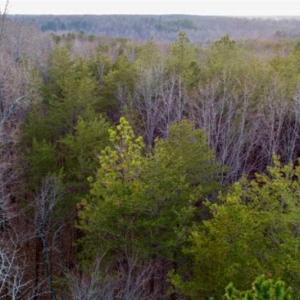 Photo of 20 acres of Hunting and Recreational Land For Sale in Halifax County VA!