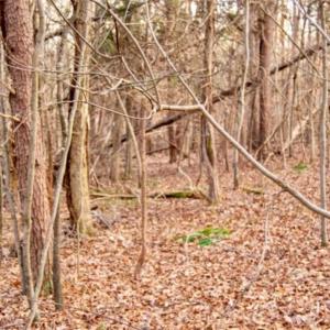 Photo of 20 acres of Hunting and Recreational Land For Sale in Halifax County VA!