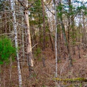 Photo of 20 acres of Hunting and Recreational Land For Sale in Halifax County VA!