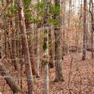 Photo of 20 acres of Hunting and Recreational Land For Sale in Halifax County VA!