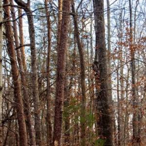 Photo of 20 acres of Hunting and Recreational Land For Sale in Halifax County VA!